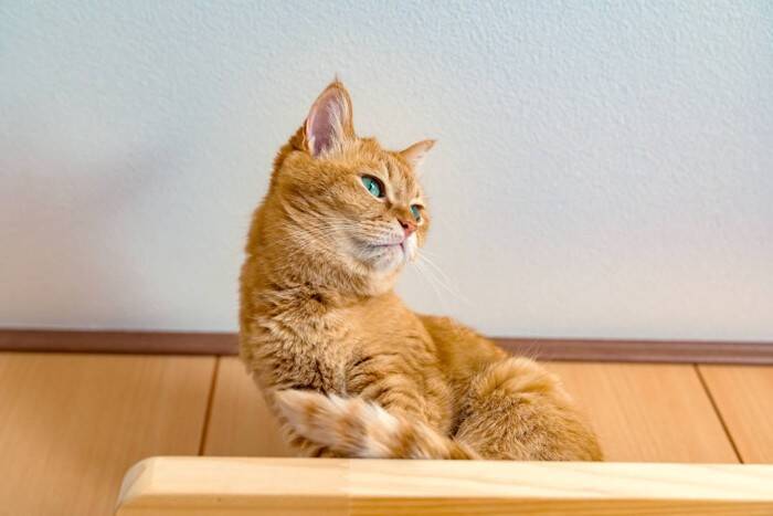 『キャットステップ』を設置するときに、気をつけたい3つのポイント　安全面や使い勝手は大事！