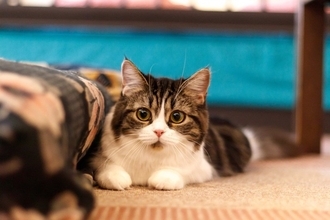 大きくならないとされている『小型の猫種』3選　種類別の特徴や魅力、飼う際の注意点まで