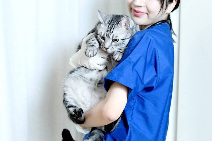通院だけに頼らない『猫の受診スタイル』4選　知っておくと便利な選択肢をご紹介