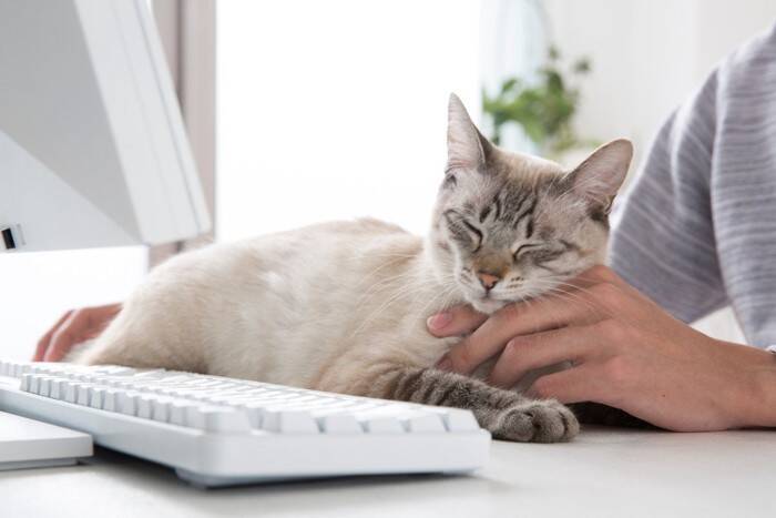 通院だけに頼らない『猫の受診スタイル』4選　知っておくと便利な選択肢をご紹介