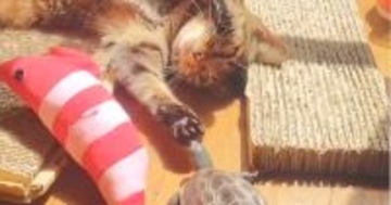 保護された『猫と亀』→いっしょに暮らし始めて３年…現在の『心温まる日常の光景』に２万いいね「ベストフレンド」「失われた野生ｗ」