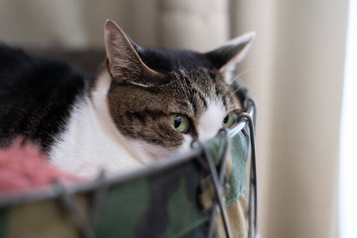 猫が『嫌いな人』には絶対にしないこと5選　あなたへの好感度が読み取れるかも？