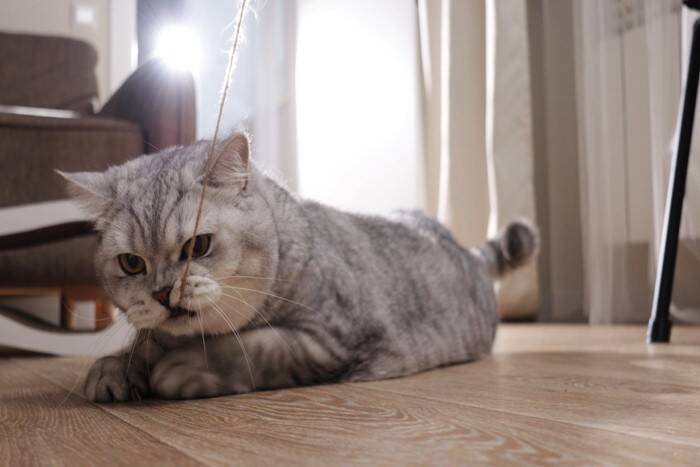 『猫がいる場所』では絶対NGな行為3つ　いますぐ見直すべき理由や起こりうるトラブル