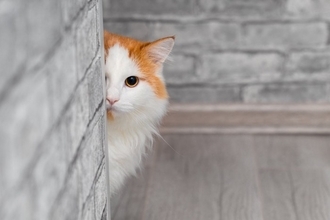 猫が『飼い主の外出』を察知できる5つの理由　どうしてバレるの？安心させる接し方まで