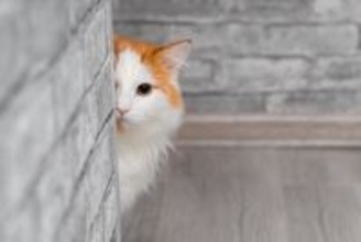 猫が『飼い主の外出』を察知できる5つの理由　どうしてバレるの？安心させる接し方まで