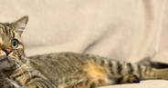 ソファでくつろぐ猫→飼い主と『そっくりの体勢』で……『まさかの光景』に「手の使い方がプロ」「もはや猫の皮を被った人間ｗ」と話題
