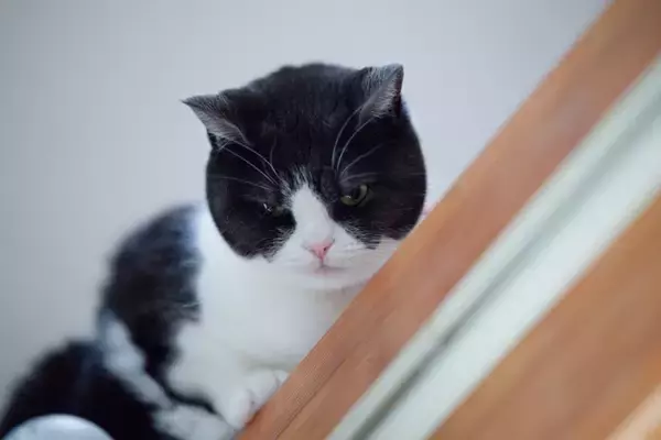 猫が『気まぐれ』な態度をみせる理由3つ　機嫌が左右される要因や上手な付き合い方のコツ