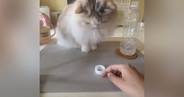 猫と『ペットボトルの蓋』を使って遊んだ結果…ずっと見ていたくなる『微笑ましい光景』が120万表示「めっちゃ時間経つやつ」「楽しそうｗ」