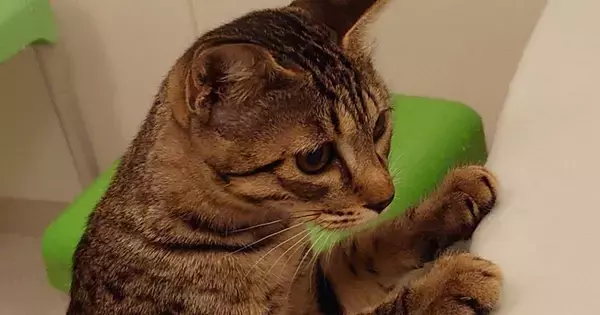 浴槽につかまり立ちしていた猫→手を離したと思ったら…『衝撃の行動』に7万いいね「動きがトムジェリすぎる」「アイルーだったのかも」
