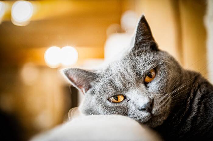 『鳴きにくい』とされる猫種5選　特徴や性格の傾向、飼い方のポイントまで解説