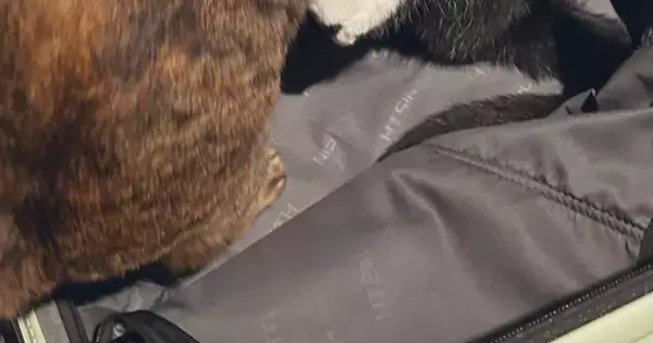 荷物を詰めようとスーツケースを開けておいたら…『2匹の猫がとった行動』に「落ち着く子はよく見るけどｗ」「とても良い」と91万表示