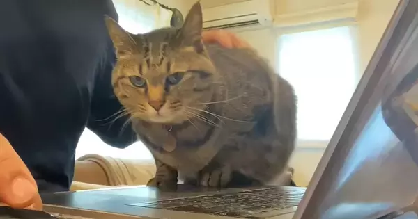 パソコン作業をしたい飼い主vs甘えたい猫…思わず笑顔になる『攻防戦』が11万再生「めちゃくちゃ可愛い」「ずっと見ていられる」