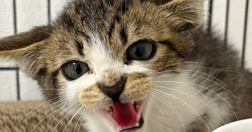 警戒心の強かった『小さな子猫』が成長すると…可愛すぎる『現在の様子』に4万いいね「幸せが溢れておるｗ」「見事なイカ耳だったのにｗ」