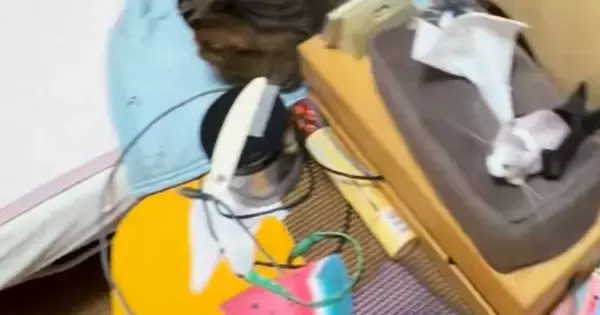 22時、寝ようと寝室へ向かうと『猫たちがベッドを占拠』…可愛すぎる光景に笑う人が続出「居場所ないｗ」「密度高くて羨ましい」と15万再生