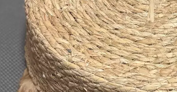 床に置かれたカゴの中に猫が入り込んだ結果…思わず笑顔になる光景に「なんかもう可愛いｗ」「新型のお掃除ロボットかな」の声