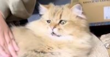 ブラッシングをしてもらっていた猫→『まさかの表情』に変化して…「絶対笑っちゃうｗ」「気持ちいいんだか悪いんだかｗ」爆笑の展開に反響