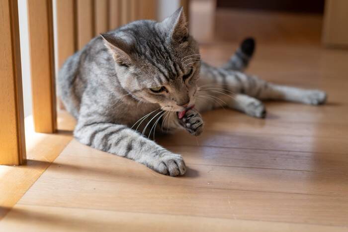猫のアゴ下に『黒いニキビ』ができる原因3つ　放置するとどうなる？正しい対処法も解説