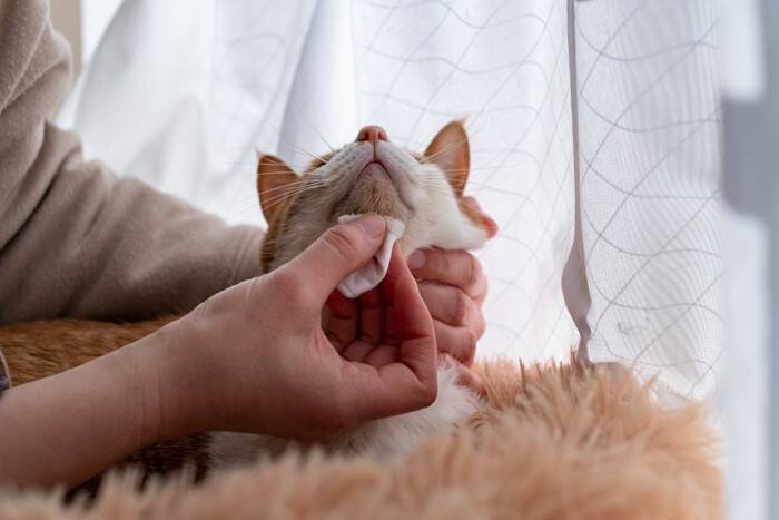 猫のアゴ下に『黒いニキビ』ができる原因3つ　放置するとどうなる？正しい対処法も解説