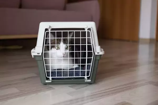 保護猫を迎える前の『トライアル期間』とは？確認すべき5つのポイントや必要性を解説