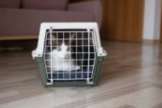 保護猫を迎える前の『トライアル期間』とは？確認すべき5つのポイントや必要性を解説