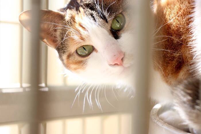 保護猫を迎える前の『トライアル期間』とは？確認すべき5つのポイントや必要性を解説