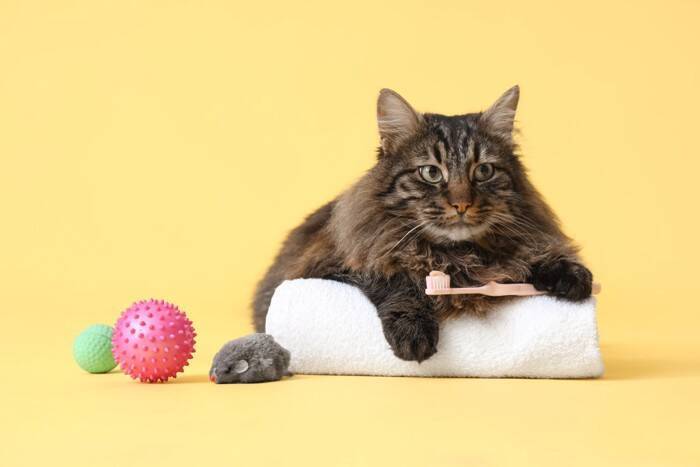 猫の『抜歯』が必要になるケース3つ　放置するのは危険？歯を守るための予防法も解説