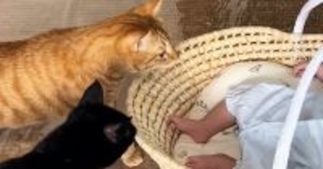 猫たちが初めて『赤ちゃん』を見た結果…さまざまな反応を見せる『微笑ましい光景』が10万再生「近衛隊結成かなｗ」「もう癒ししかないｗ」