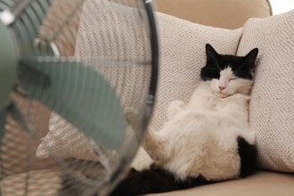 暑い季節に注意したい『熱中症になりやすい猫』の特徴4選　予防のポイントや室内環境の整え方も解説
