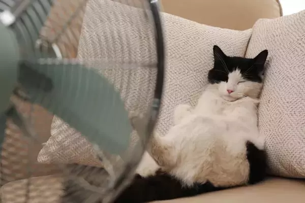 暑い季節に注意したい『熱中症になりやすい猫』の特徴4選　予防のポイントや室内環境の整え方も解説