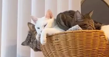 飼い主のたった一言で『熟睡していたはずの猫たち』が……直後の『驚きのリアクション』に爆笑の声続出「表情がツボｗ」「威力がすごいｗ」