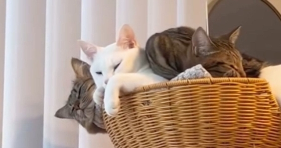 飼い主のたった一言で『熟睡していたはずの猫たち』が……直後の『驚きのリアクション』に爆笑の声続出「表情がツボｗ」「威力がすごいｗ」