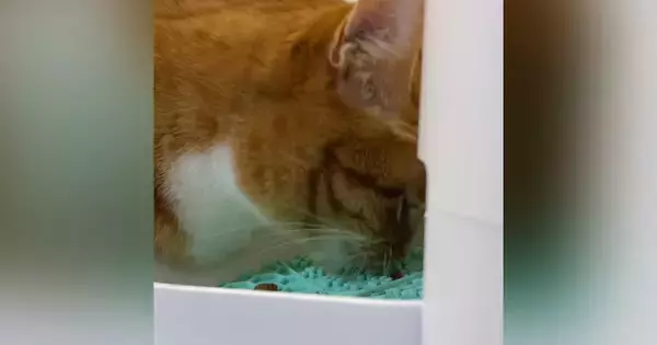 ごはんを食べ終えて満腹になった猫→歩き始めると…まさかの『可愛すぎる行動』が80万再生「ほんと歌ってるｗ」「20回くらい見てしまった」