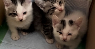 保護された初日、警戒していた3匹の子猫→眠気に襲われて…キュンとくる光景が16万再生「抱きしめたい」「怖かったんだろうね」