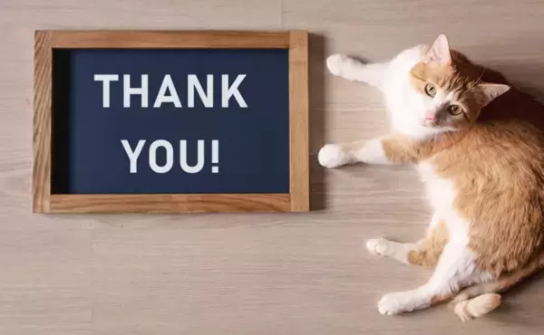 猫が『ありがとう』と伝えているときのサイン4選　よく見られる場面や応え方のポイントも