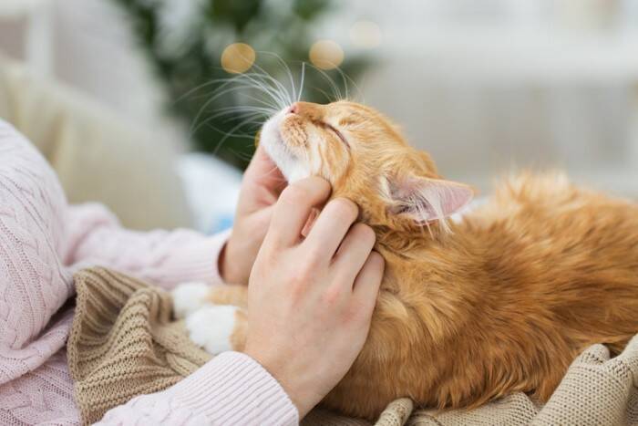 猫が『ありがとう』と伝えているときのサイン4選　よく見られる場面や応え方のポイントも