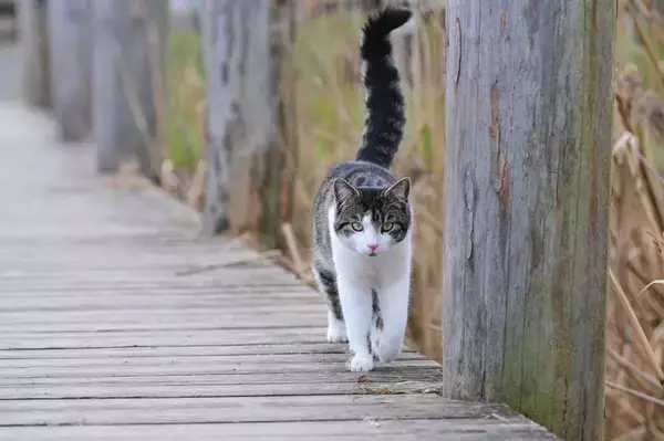 猫が飼い主さんを『尊敬している』4つの態度　愛猫のあなたへのリスペクト度は？