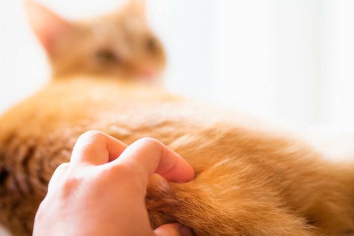 あなたは愛猫からどれくらい信頼されている？猫との絆の深さをはかる『信頼度』のチェック項目6つ