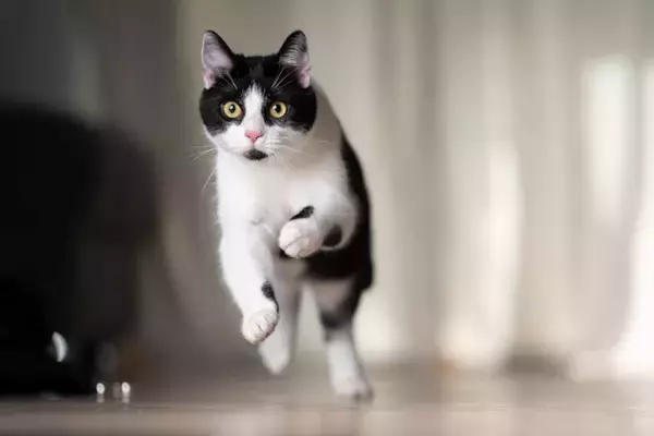 猫がドタドター！と『急に暴れだす』5つのワケ　何かにびっくりした？イライラしている？