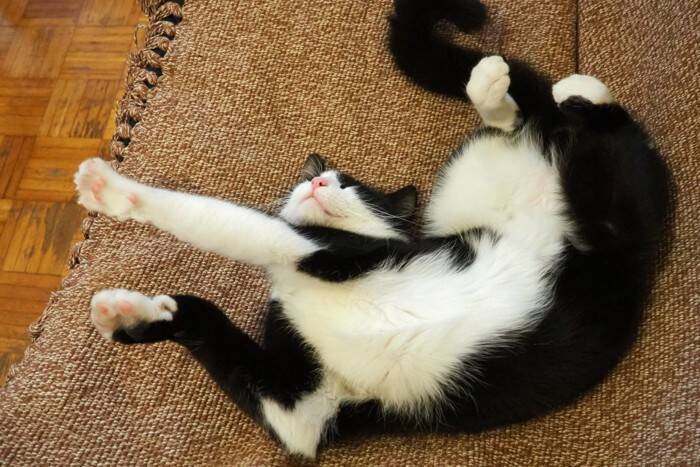 猫がドタドター！と『急に暴れだす』5つのワケ　何かにびっくりした？イライラしている？