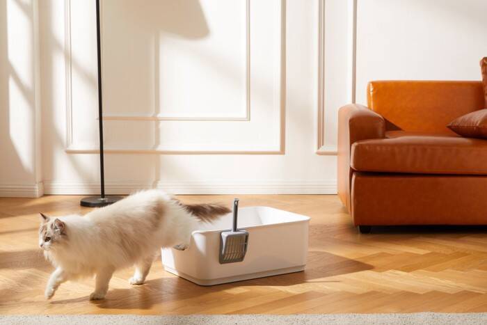 猫がドタドター！と『急に暴れだす』5つのワケ　何かにびっくりした？イライラしている？