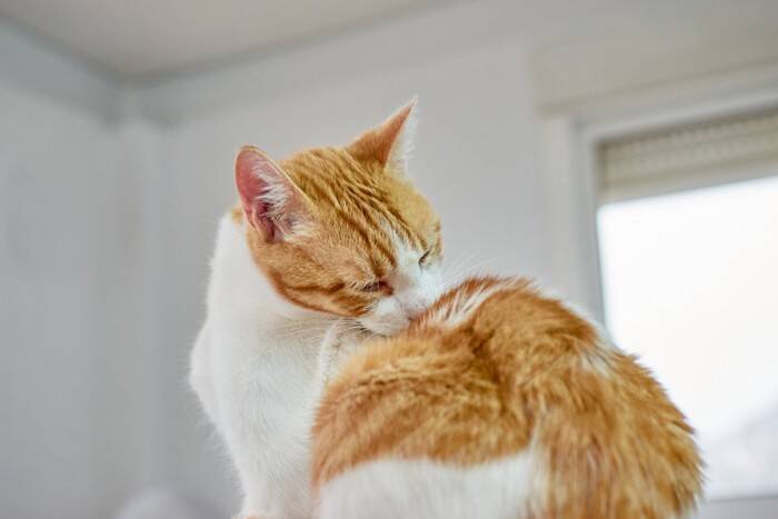 猫がドタドター！と『急に暴れだす』5つのワケ　何かにびっくりした？イライラしている？