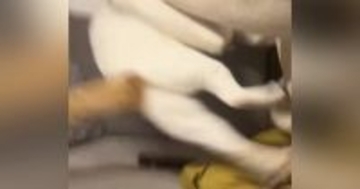 今にも『突撃してきそうだった猫』→飼い主さんが危険を察知して…爆笑の瞬間が60万再生「えげつないｗｗ」「何回でも見れるｗ」