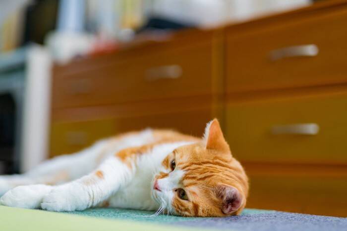 猫が『突然暴れだした』ときの原因5つ　体に異常がある場合も？適切な対処法まで