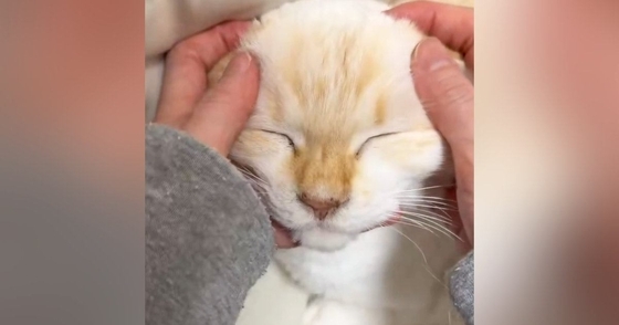猫の顔をやさしく撫でると『かわいい声』が漏れてきて…幸せが伝わる『尊い瞬間』に１万いいね「ずっと見ていられる」「一生やっていたい」