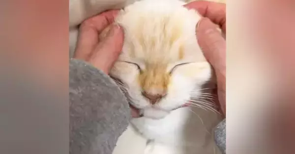 猫の顔をやさしく撫でると『かわいい声』が漏れてきて…幸せが伝わる『尊い瞬間』に１万いいね「ずっと見ていられる」「一生やっていたい」