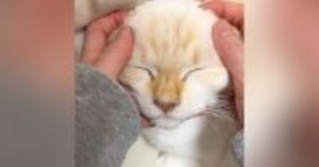 猫の顔をやさしく撫でると『かわいい声』が漏れてきて…幸せが伝わる『尊い瞬間』に１万いいね「ずっと見ていられる」「一生やっていたい」