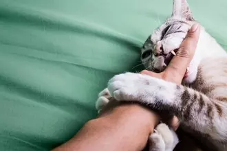 猫に『本気で噛まれた』場合に取るべき対処法5つ　命に関わる危険なトラブルの可能性も