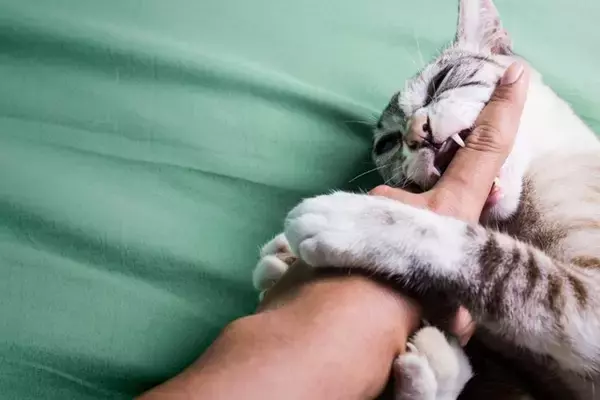 猫に『本気で噛まれた』場合に取るべき対処法5つ　命に関わる危険なトラブルの可能性も