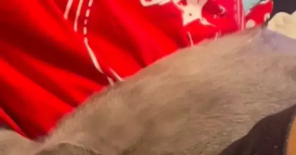 普段は怪獣みたいに『元気いっぱいな猫』→ママには甘えないのに、息子の前になると…微笑ましい光景が11万再生「すごい体勢ｗ」と反響
