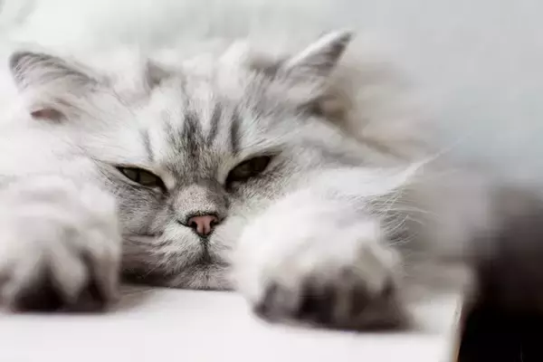 猫の被毛に起こる『毛割れ』の原因3つ　病気の可能性から効果的なケア方法まで